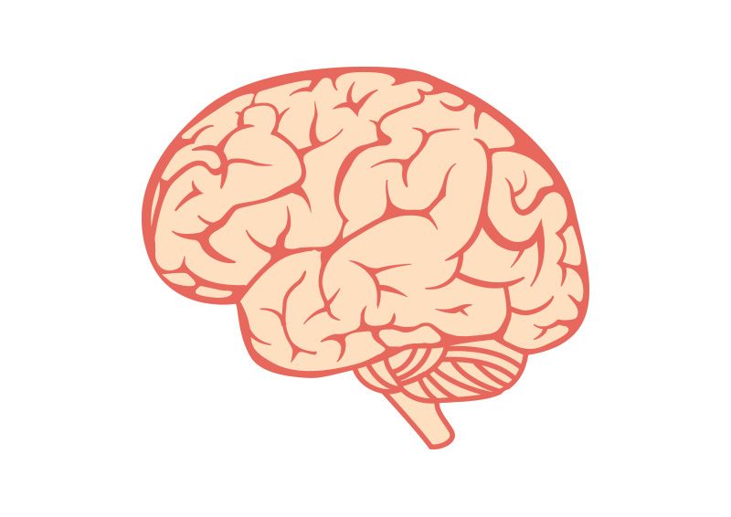 Anatomical Brain