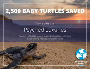 Certificate Turtle